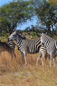 Wild Zebras in Zimbabwe, Africa Journal