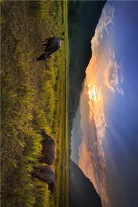 Buffalo Grazing in a Rice Field Journal