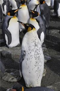 Emperor Penguins in Antarctica Journal