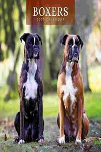 BOXERS 2023 SQUARE WALL CALENDAR