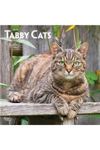 Tabby Cats 2019 Square Wall Calendar