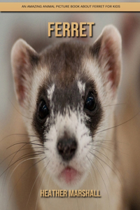 Ferret