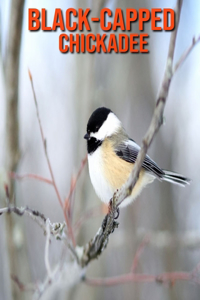 Black-Capped Chickadee
