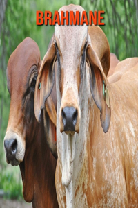 Brahmane