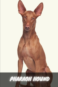 Pharaoh Hound