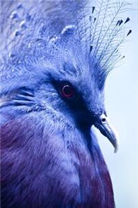Bright Blue Crowned Pigeon Journal