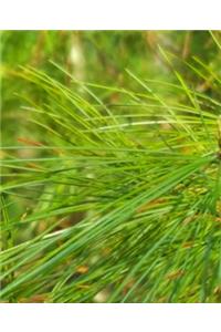 Bright Green Pine Needles School Composition Book