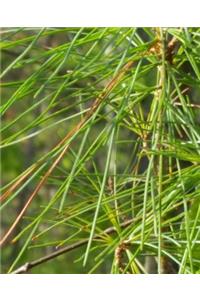 Spring Evergreen Pine Needles School Composition Book