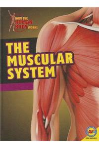 Muscular System