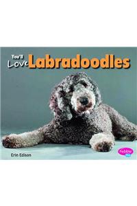 You'll Love Labradoodles