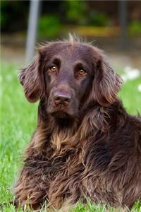 The German Longhaired Pointer Dog Journal