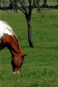 Journal Grazing Pinto Equine Horse