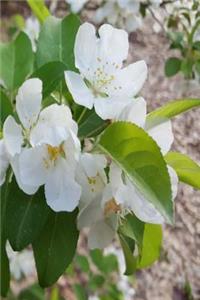 Springtime Journal Open Flowering Tree Buds