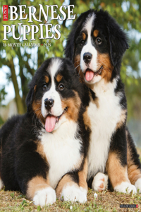 Bernese Mountain Puppies 2026 12 X 12 Wall Calendar