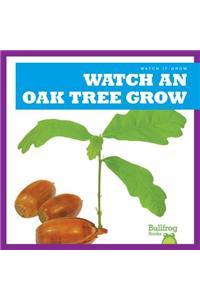 Watch an Oak Tree Grow