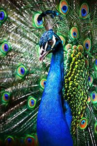 Peacock Lovers 2020 Weekly Monthly Planner