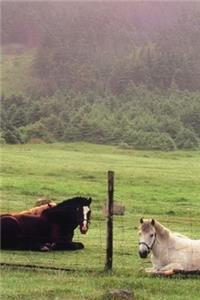 2020 Daily Planner Horse Photo Equine Resting Pasture Horses 388 Pages