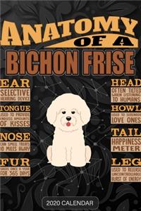 Anatomy Of A Bichon Frise