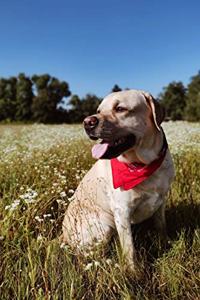 Labrador Retriever Dog Pup Puppy Doggie Notebook Bullet Journal Diary Composition Book Notepad - High Flower Meadow