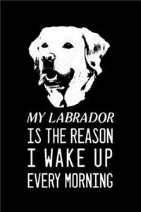 My Labrador is the reason I wake up every morning