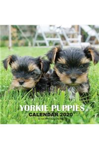 Yorkie Puppies Calendar 2020