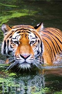 Tiger in the Water - Must Be Bath Time Journal