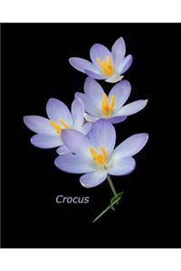 Crocus