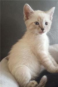 Sweet Kitten Journal