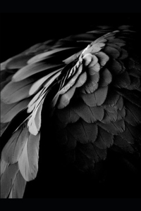 First Feathers