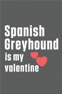 Spanish Greyhound is my valentine