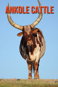 Ankole Cattle