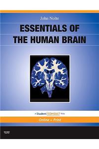 Essentials of the Human Brain