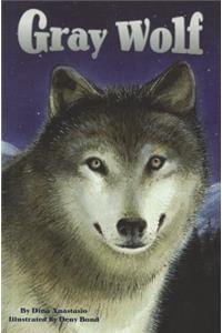 Gray Wolf