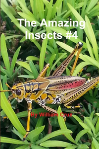 Amazing Insects #4