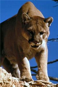 Angry Mountain Lion Journal: 150 Page Lined Notebook/Diary