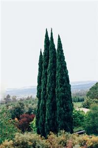 Beautiful Tall Thin Italian Cypress Evergreen Trees Journal