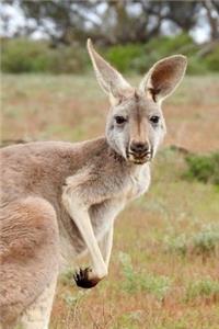 The Kangaroo Sees You Australia Journal