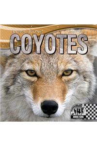 Coyotes