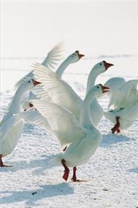 2020 Weekly Planner Winter Theme Snow Geese 134 Pages