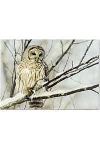 Lg Cards: Owl on a Snowy Branch