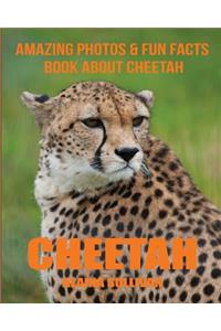 Cheetah