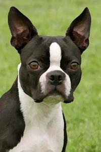 Boston Terrier: Artified Pets Journal/Notebook/Diary 160 Pages