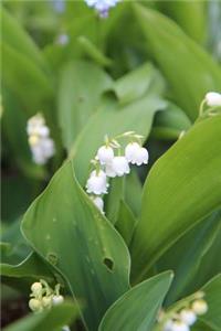 Lily of the Valley Flower Journal