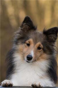 Sweet Little Sheltie Dog Portrait Journal