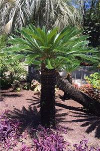 Sago Palm Journal Plant/Tree