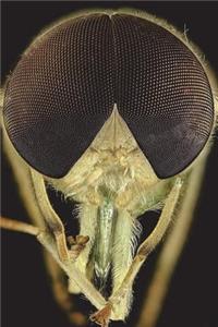 Close Up of a Horse Fly Journal