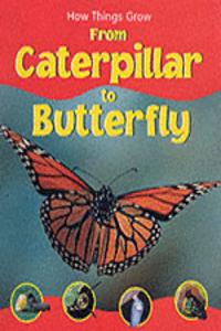 HTG CATERPILLAR TO BUTTERFLY