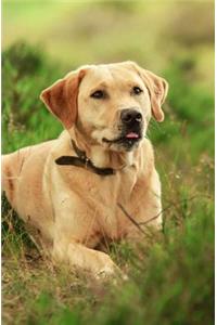 Dog Journal/Notebook