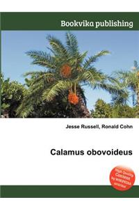 Calamus Obovoideus