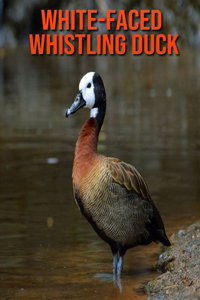 White-Faced Whistling Duck